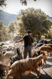 Production Tomme traditionnelle de Corse - Fromagerie Pierucci
